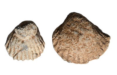 A pair of lead weights in the shape of a shell (conch), Greek Hellenistic, 4th–1st centuries