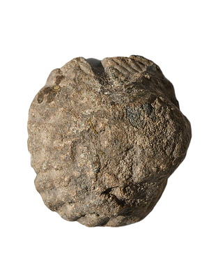 משקולת עופרת בצורת צדף (קונכיה), יוונית הלניסטית מאות 4-1 לפני הספירה. משקל 88.46 גרם, קוטר 37 מ"מ.