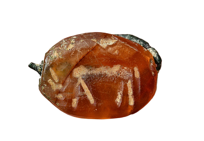 חותם חירפושית קרנליאן (קרניול) כנעני עם צבי, תקופת הברזל מאות 12-9 לפני הספירה. אורך 13 מ"מ. תי 