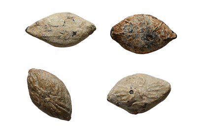 קבוצה של 4 "כדורי" קלע יווני / הלניסטי מאות 3-1 לפני גודל 30 - 33 מ"מ. תיאור טיפוס הפריט :