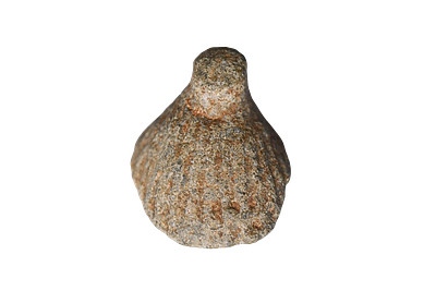 Hellenistic Lead weight, Shell shape 4-1 Century BC. Weight 46.96 grams, Size 32 mm. Description 
