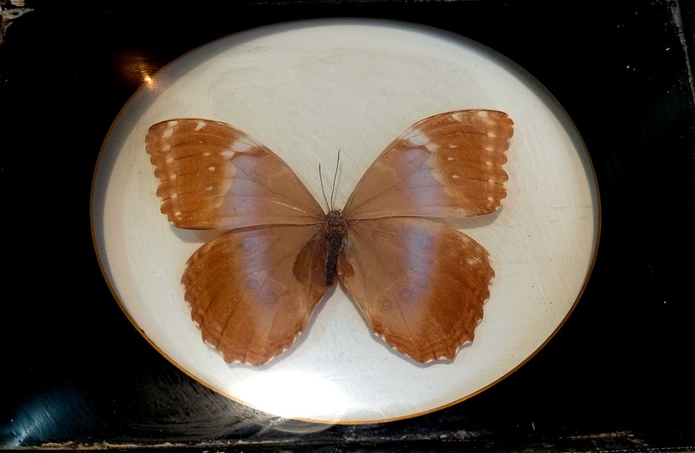 פרפר מסוג מורפו (Morpho) השמור בתצוגת זכוכית. מידות הפרפר עצמו - 11/9 ס''מ