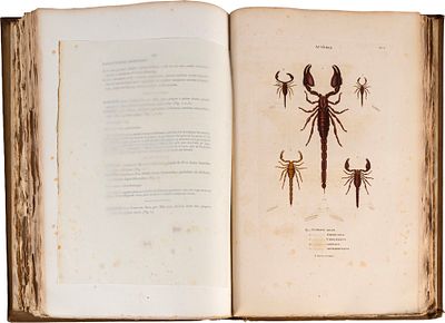 Palisot de Beauvois - Insectes recueillis en Afrique et en Amerique, dans les royaumes d'Oware et de Benin, a' Saint-Domingue et dans les Etats-Unis, pendant les annees 1786 - 1797