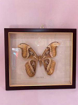 Панно коллекционное бабочки Atlas Moth. 
Винтажное панно коллекционной бабочки Atlas Moth. 