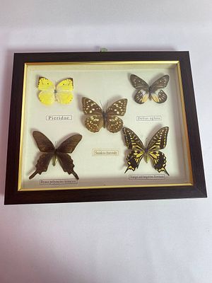 Винтажное панно с коллекционными бабочками. Панно в хорошей сохранности, стекло без трещин и 