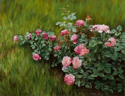 Савченко Алена. Роза, 2012г., 70х90см., х\м. Родилась в 1972 году в городе Хабаровске. Окончила 