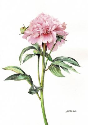 Мусатова Елена. Соло 1 «Пион «Ангельские щёчки» , 2022г., 19,5х27см, бумага, хлопок, акварель. 