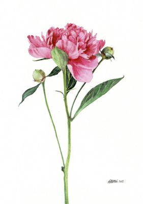 Мусатова Елена. Соло 2 «Пион «Принцесса Маргарет» , 2022г., 19,5х27см, бумага, хлопок 