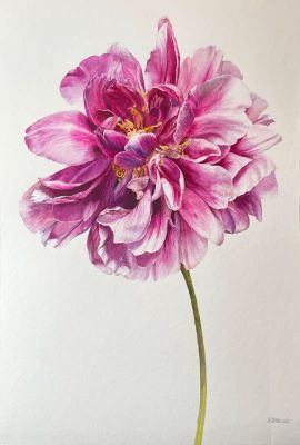 Мусатова Елена. Серия Крупным планом. Пион 1, 2023г., 38,5х56 см, бумага, хлопок, акварель.
Как 