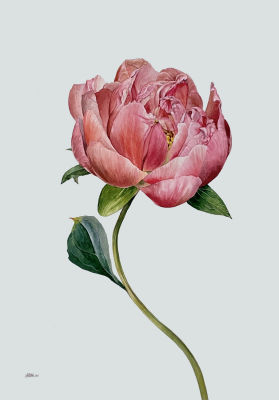 Мусатова Елена. Серия Крупным планом. Пион 2, 2023г., 38,5х56 см, бумага, хлопок, акварель.
Как 
