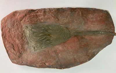 Морская лилия (лат. Crinoidea) – класс морских беспозвоночных животных из типа иглокожих 