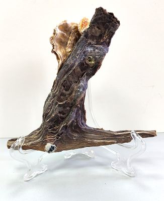 Редкая раковина Malleus Albus (Морской молоток) с включением створки плоского моллюска. Malleus 