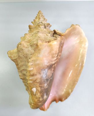 Огромная (L-30см) раковина королевского стромбуса (Lobatus gigas). Обитает в западной части 
