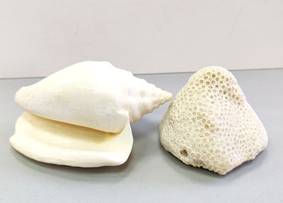 Твердый коралл отряда Scleractinia. Наиболее распространены в тропических водах Тихого 