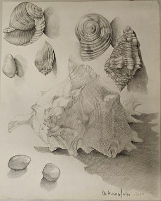 Oz Almog Israeli/Austrian , born 1956-עוז אלמוג - צדפים, 1978. צדפים, רישום איכותי 15X20 ס"מ, חתום 