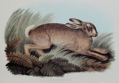 "Заяц" из серии "Большая охота". Великобритания. 20 в. бумага, офсетная литография. Размер 