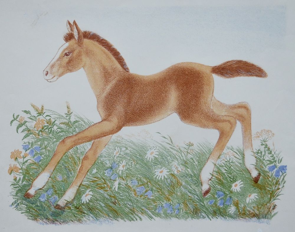 Жеребенок. Вальцефер К.Б.. 1976 год бумага, автолитография. Размер: 50.0 х 62.0; 36.0 х 46.0 