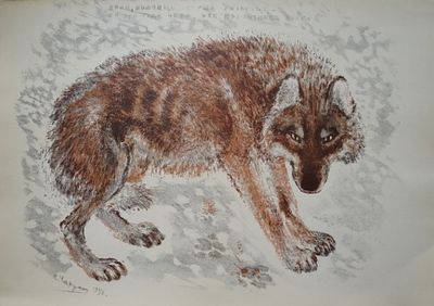 Чарушин Е.И 1935г. бумага, офсетная литография - печать 1973 год. литография. 28.0 х 