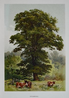 "Известные деревья" хромолитография, опубликованная в 1887-88 годах в Лондоне для первого 