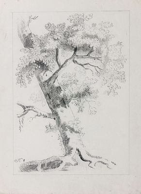 Неизвестный художник. Россия (?). Старое дерево. Конец XIX века. Бумага, карандаш. 35 х 26,3 