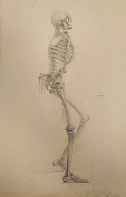 Окс Е.Б. "Скелет" АЛ23 Бумагап, карандаш. Размер 46,5х30 см. Окс Евгений Борисович (1899 - 
