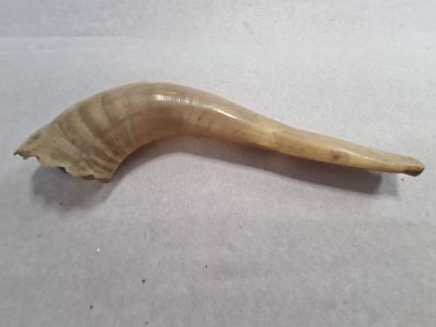 שופר עבודת יד מקרן בעל חי. מלאכת מחשבת בפריט, השופר דקיק וקל ביותר. אורך: 26.5 ס"מ. במצב טוב.