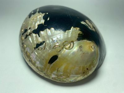 תכשיט יפיפה עשויה מצדפת שבלול שחורה (ABALONE). ססגונית ומעוטרת. האמנות המקורית של הטבע עצמו. 