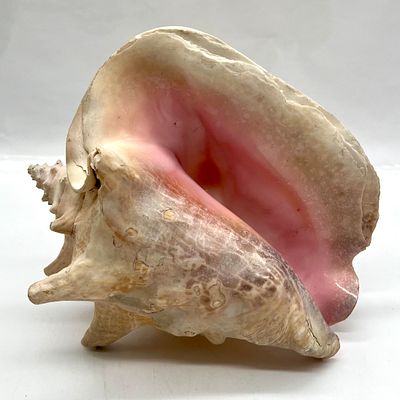 קונחיה . גובה (כנראה בתמונה הראשונה) 17 ס״מ