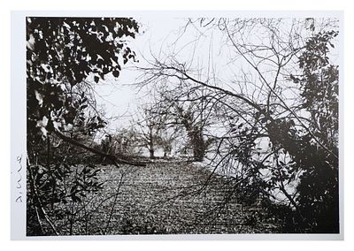 Abbas Gharib, Trees2023fotografiacm 21x29,7opera accompagnata da certificato di autenticit&agrave; 