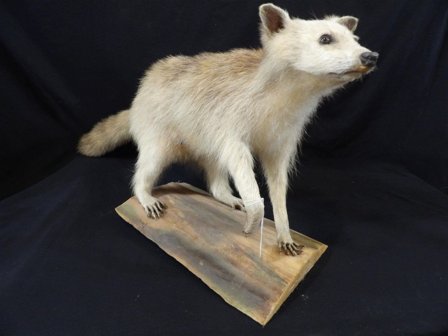 Lot 252 Taxidermy Mounted Standing Fox Specimen Atlee Raber Auctions