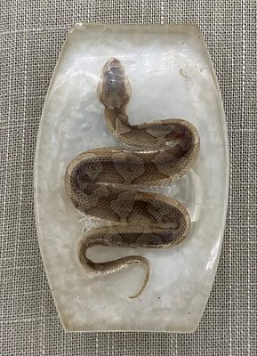 Baby Snake Mid Century Era Preserved Serpent Lucite Belt Buckle. Unusual and Super Cool, 3 3/4"