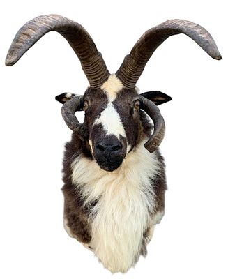 Fantastic Jacob's 4 Horn Sheep Shoulder Taxidermy Huntsman Cabin Mount. Outstanding mount with