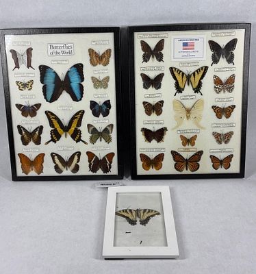 American Beauties Butterfly and Moth Collection. A great collection of US insects. three framed 