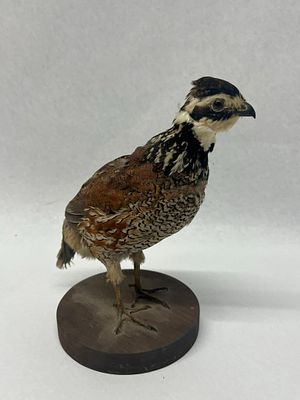 Male Northern Bobwhite Quail Taxidermy. A full body taxidermy mount of a male Northern Bobwhite 