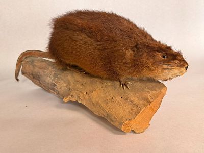 Taxidermy Muskrat Specimen on Wood Base. A full-body taxidermy mount of a North American muskrat 