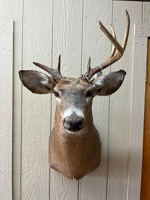 Asym. 7-Point White-tailed Deer Mount. This is a professional taxidermy shoulder mount of a male 