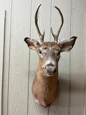 White-Tailed Deer 4-Pt Shoulder Mount. This is a taxidermy shoulder mount of a North American 