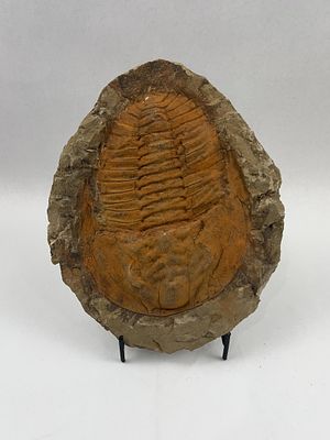 Cambropallas Telesto Trilobite Fossil. A large fossilized dorsal exoskeleton of a trilobite 