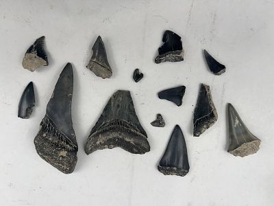 13 Fossil Megalodon & Mako Shark Teeth. A collection of thirteen fossilized shark teeth and 