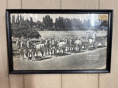 Genesee Brewing Twelve-Horse Team Photo. A mid-century silver gelatin promotional photograph 