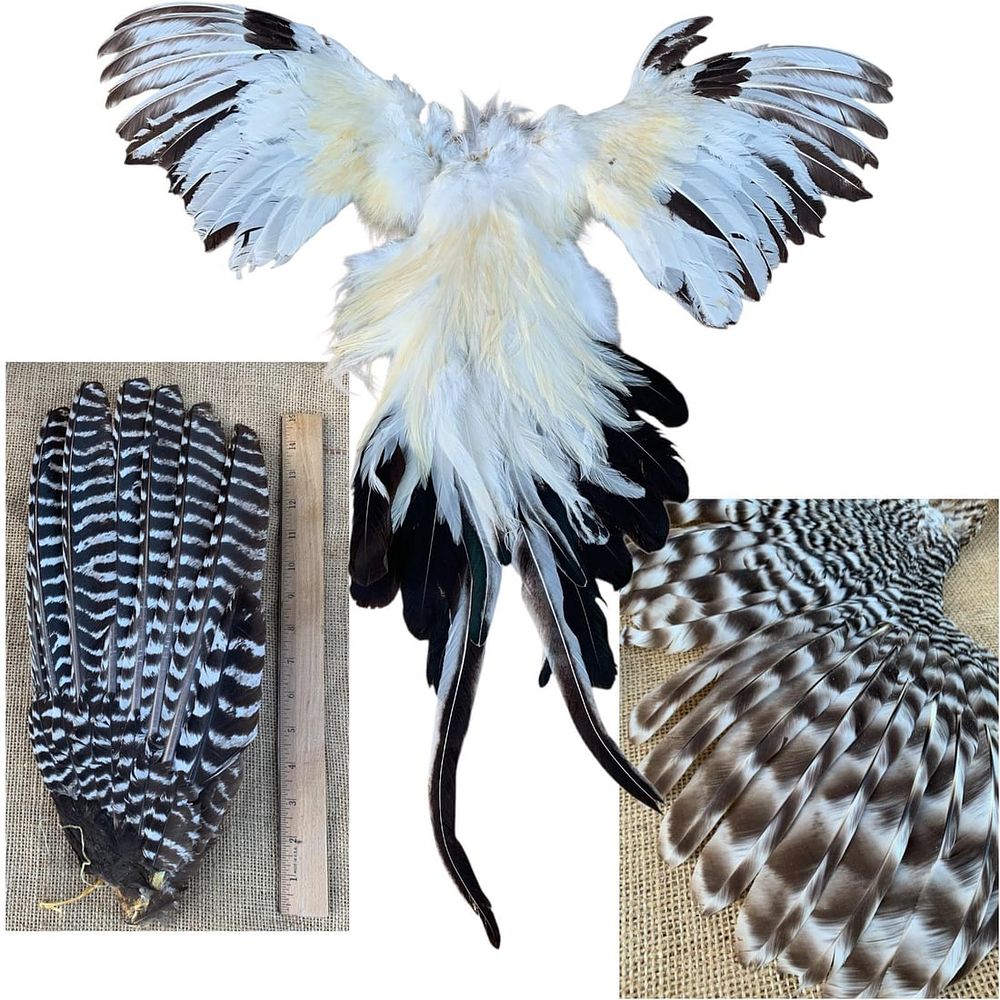 Lot 156: 17 pc Hunting Lodge Bird Wings, Tail Feathers, Cabin Taxidermy Feather Decor