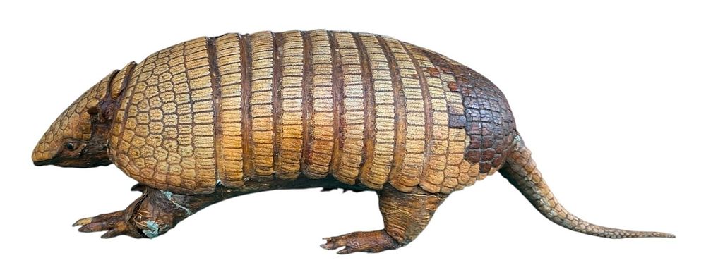 Lot 264: Antique 9 Banded Southwestern Armadillo Taxidermy