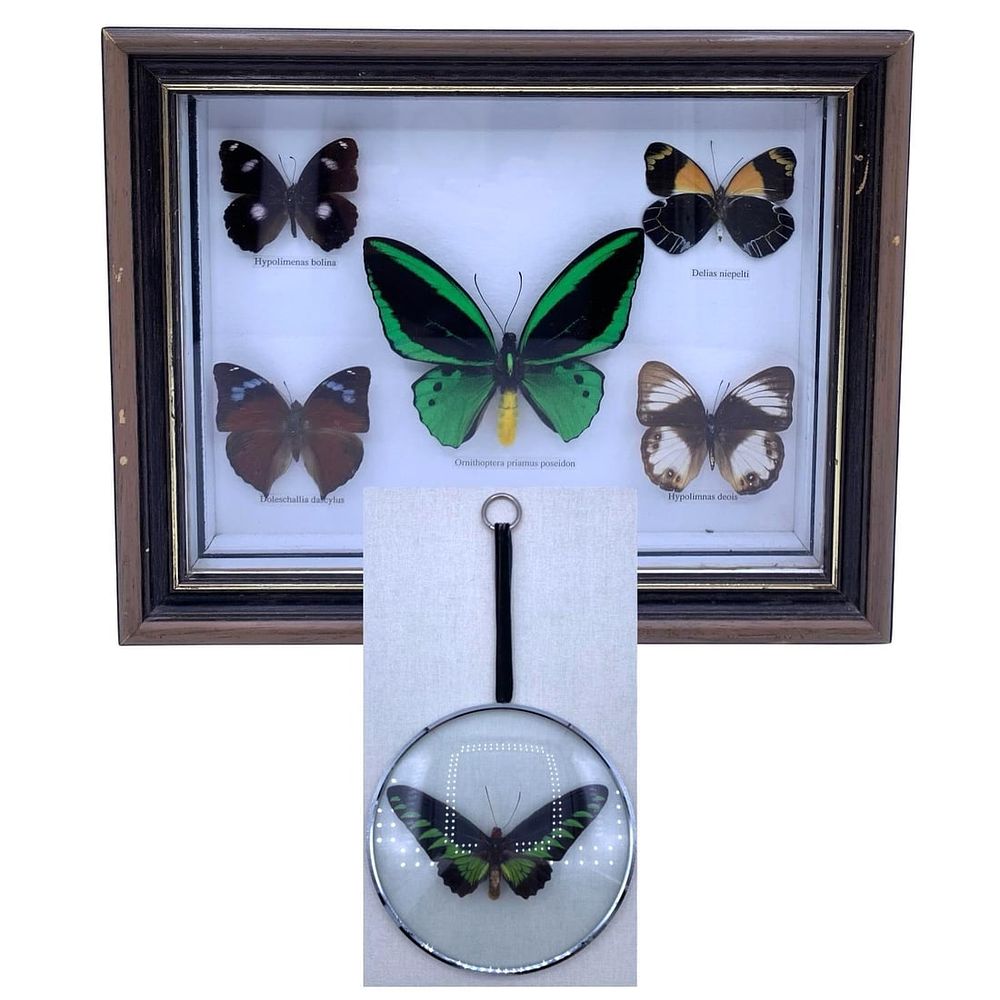 Lot 376: 2 Exotic Preserved Butterfly Curiosity Specimen Framed Shadowbox Winged Insect Wall Art