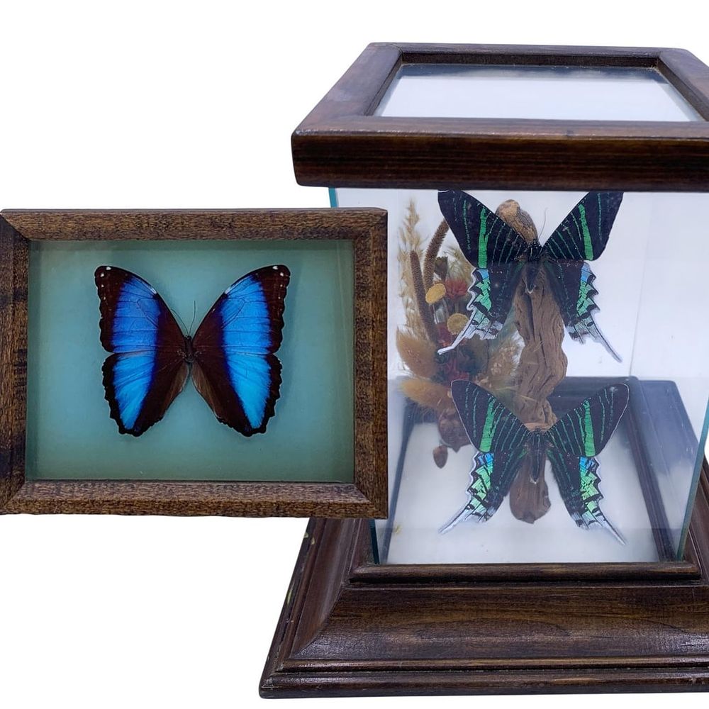 Lot 380: 2 Exotic Preserved Butterfly Curiosity Specimen Framed Shadowbox, Vignette, Winged Insect Art