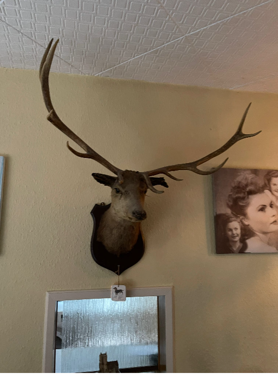Lot 84: Mounted Stag Head Taxidermy Wall Mounted Collection Only