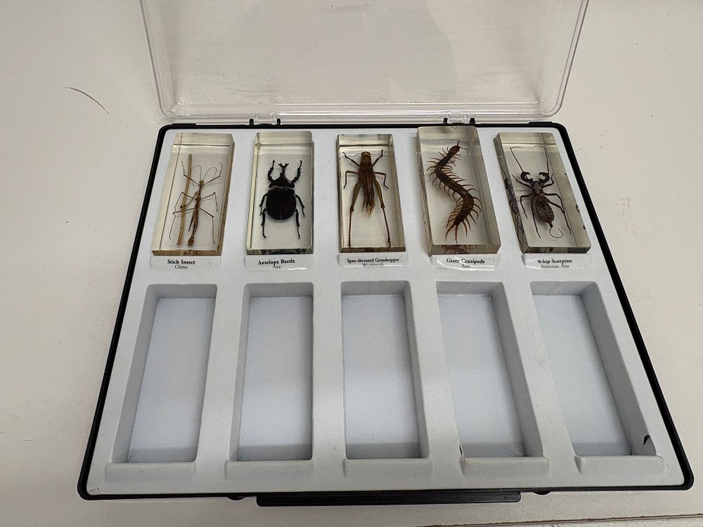 Lot 46: A Collection of 5 Entomological Specimens Encased in Resin Blocks