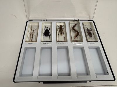 A Collection of 5 Entomological Specimens Encased in Resin Blocks. A collection of five natural 
