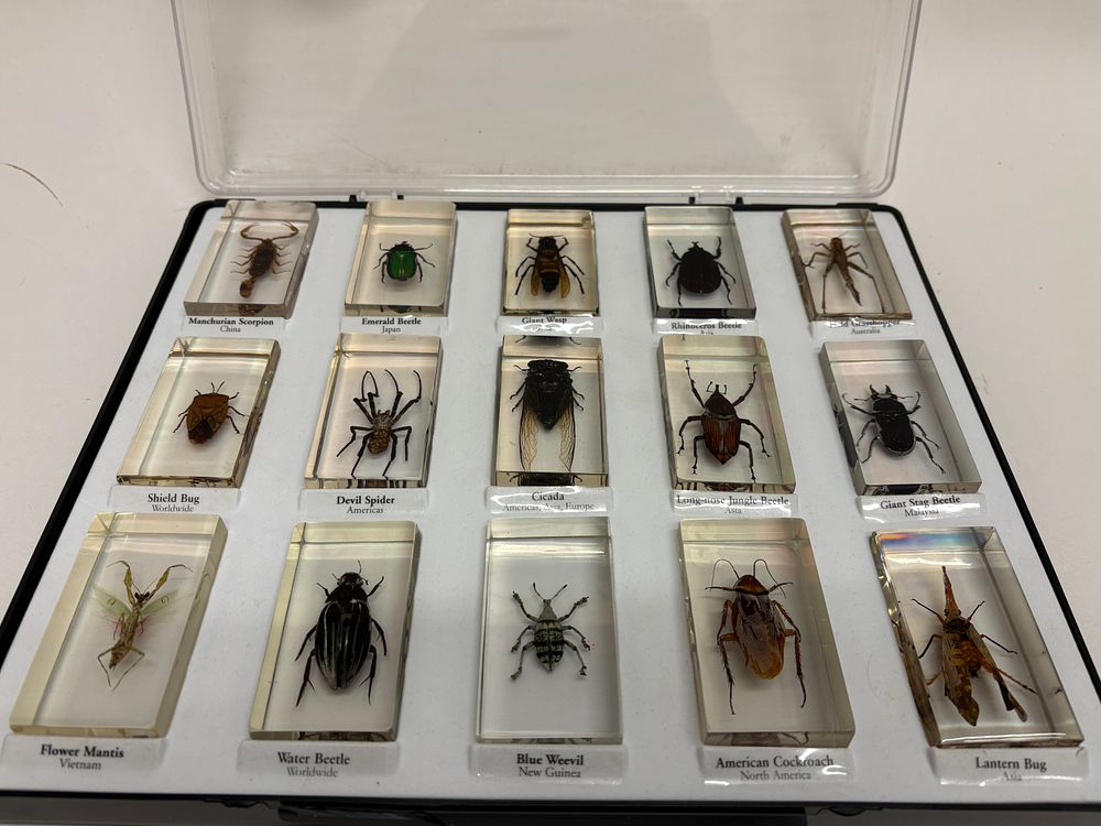 Lot 47: A Collection of 15 Preserved Entomological Specimens in Resin Blocks