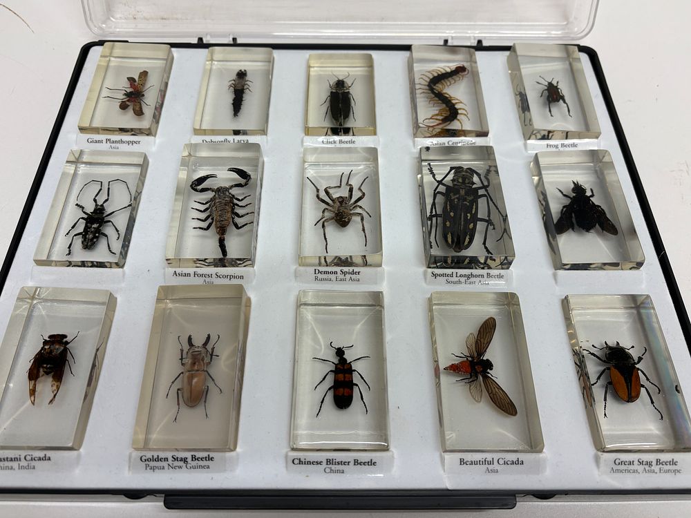 Lot 48: A Collection of 15 Preserved Arthropod Specimens in Resin Blocks, Educational Set