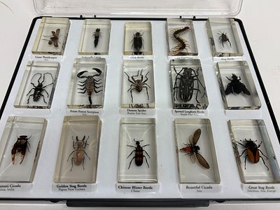 A Collection of 15 Preserved Arthropod Specimens in Resin Blocks, Educational Set. A 